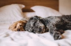 Dos perros de tamaño pequeño duermen sobre una cama.