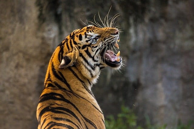 Un tigre con las fauces abiertas rugiendo.
