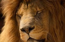 La cabeza de un león adormecido.