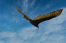 Aura gallipavo o uruburu en pleno vuelo.