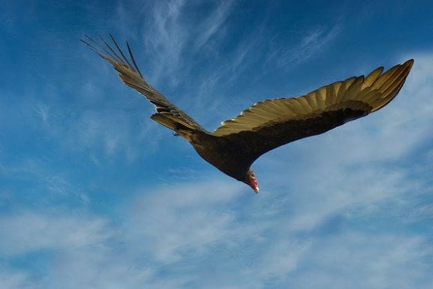 Aura gallipavo o uruburu en pleno vuelo.