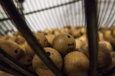 Bolas de lotería de madera en un bombo.