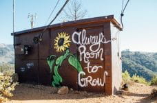 Caseta con un girasol dibujado y el eslogan: Always Room to Grow.