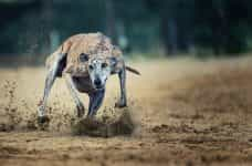 Galgo corriendo a gran velocidad.