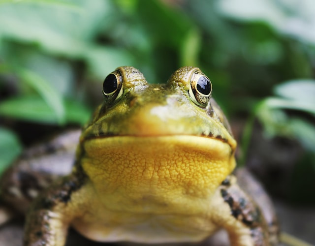 Cara frontal de una rana.